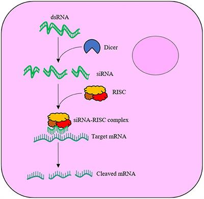 Recent Advances in Engineered Nanoparticles for RNAi-Mediated Crop Protection Against Insect Pests